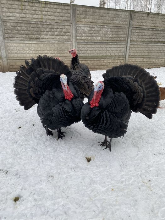 Indyk kanadyjski indyki indory czarne