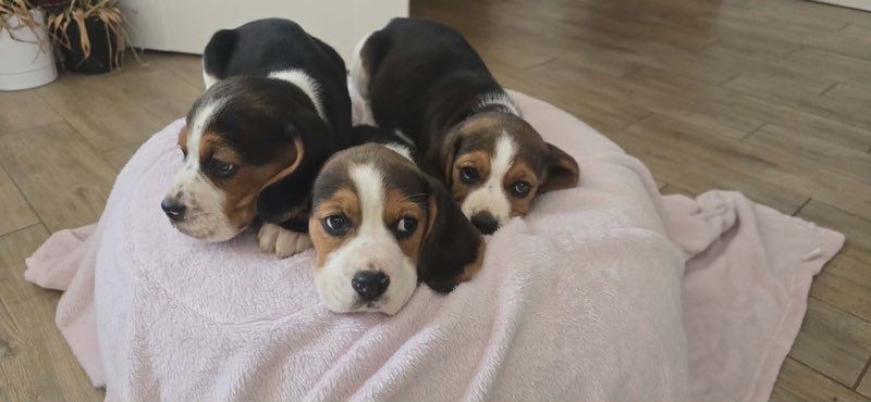 Beagle trikolor aktualne