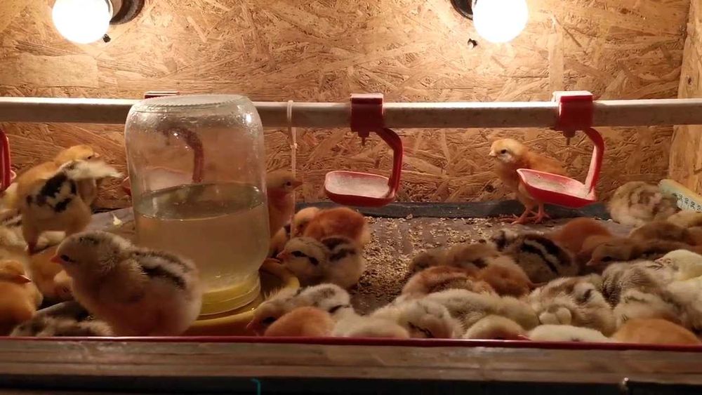 Продаемо клітки для перепелів,брудера