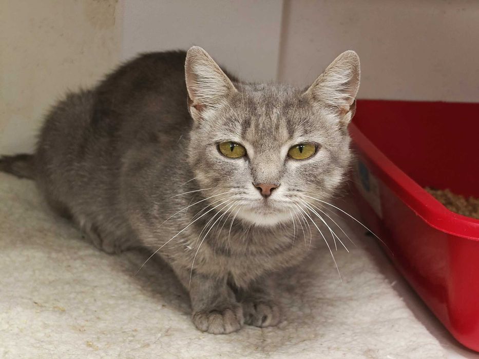 Допоможіть милій кицюні Греї, щоб не довелося їй виживати на вулиці!