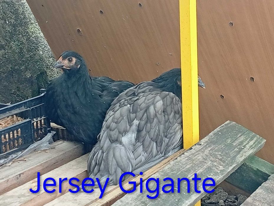 ovos galados de Jersey Gigante e de Cara de Palhaço