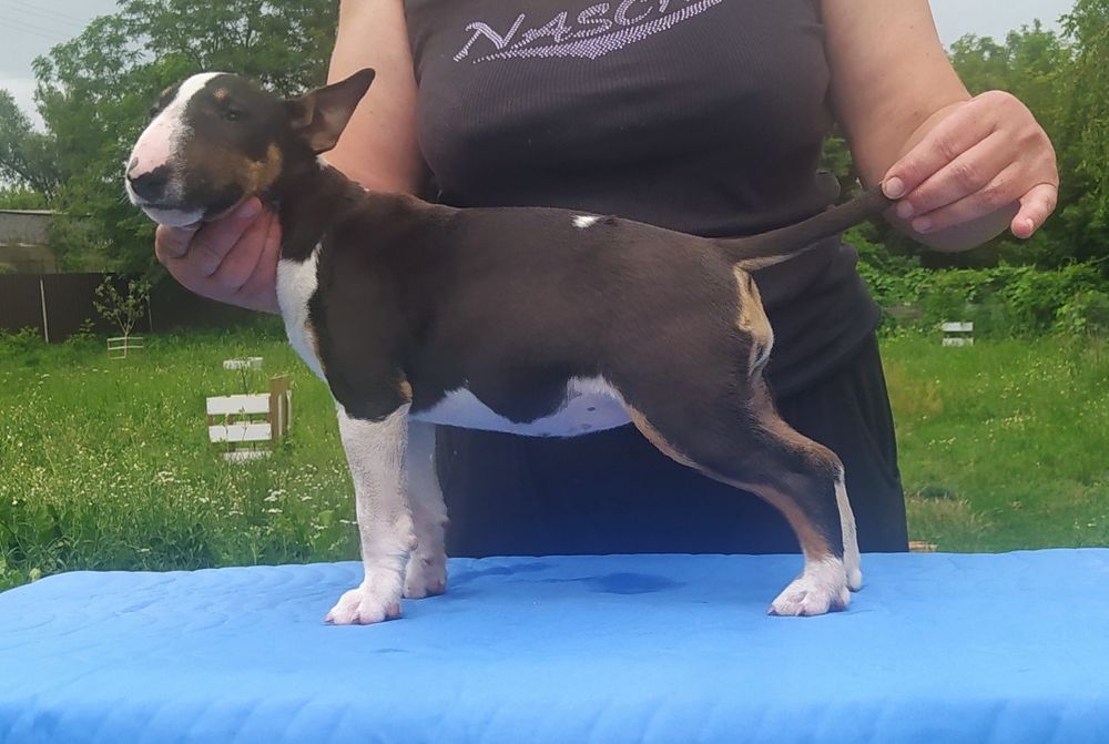 Минибультерьер девочки