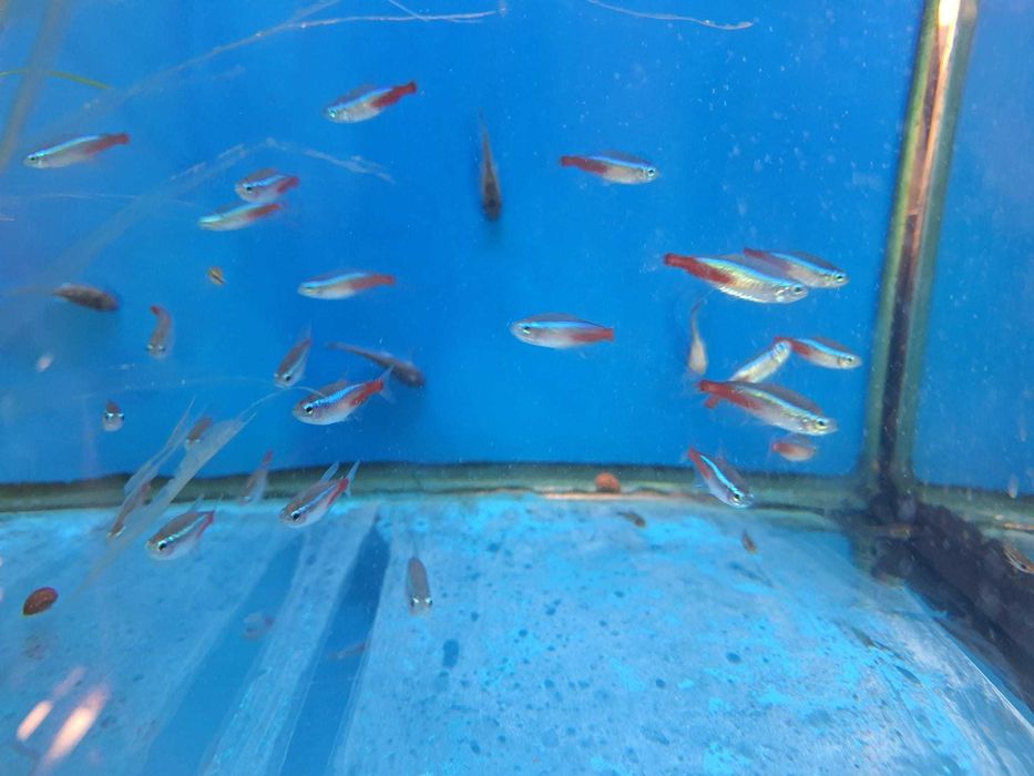 Tetra néon/paracheirodon innesi