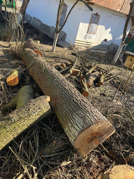 Стовбур груші великий, 4.5 м / 67 см