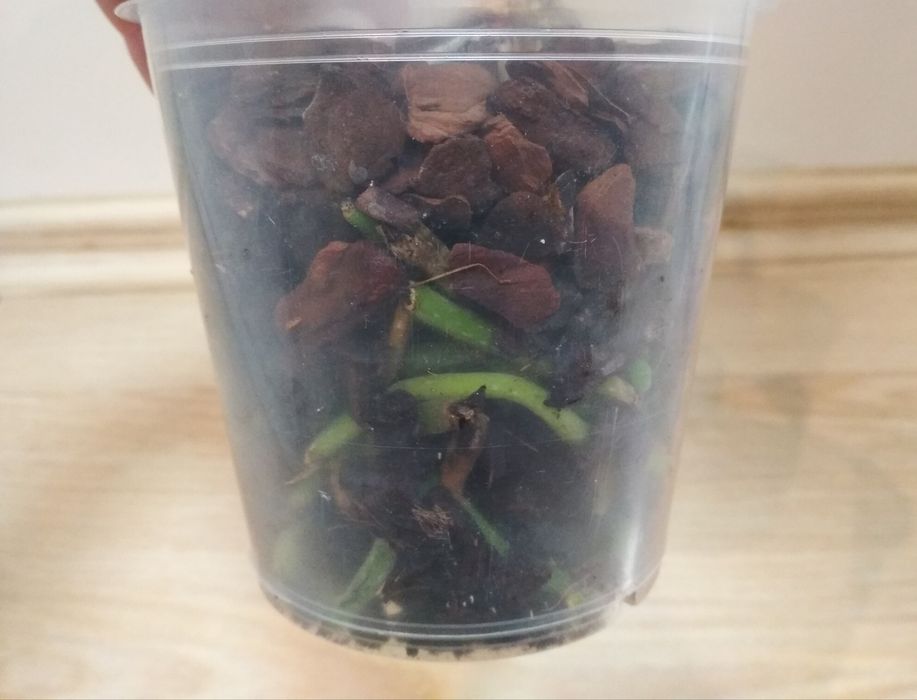 Орхидея фаленопсис Дикий кот, реанимашка