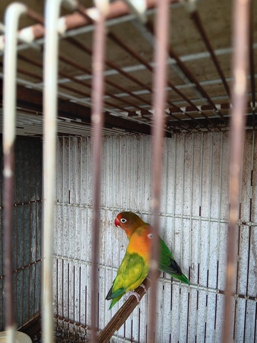 Vendo 2 Fishers machos nascidos em 2025.