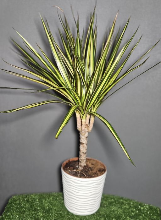 Продам цикас,драцены ,рипсалис,сансевиерию ,асплениум,фикус,замиокульк