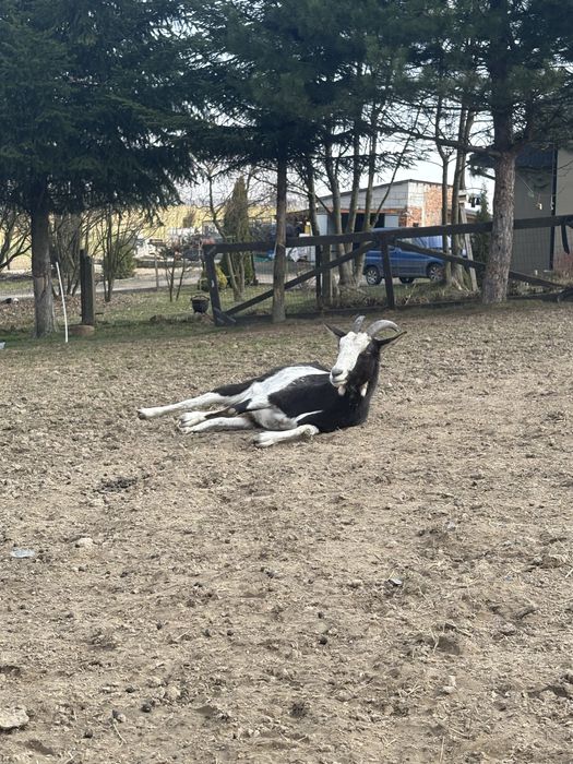 Sprzedam kozę