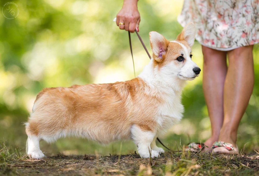 Welsh Corgi Pembroke, po prostu słodziaki!