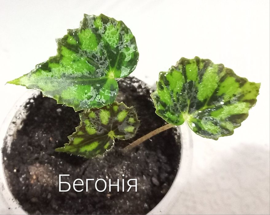 Кімнатні рослини. Тільки Львів.