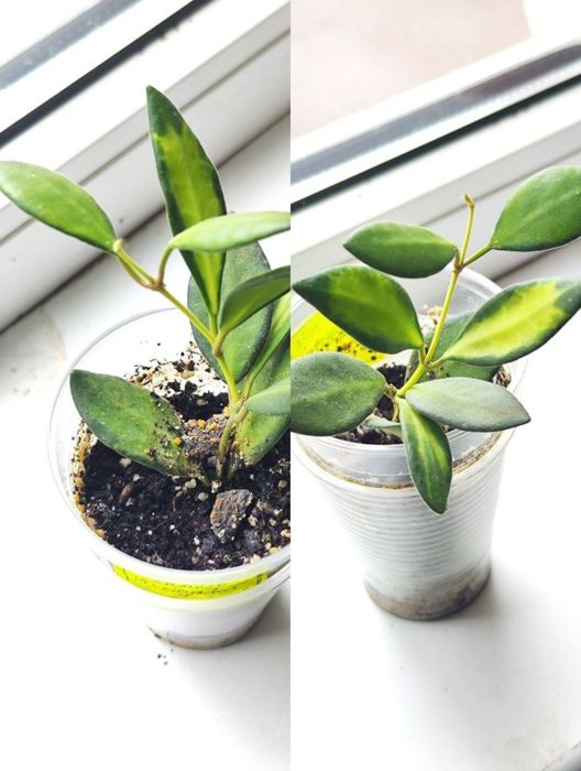 Диффенбахія Банана, Hoya burtoniae ds 70, carnosa nova ghost