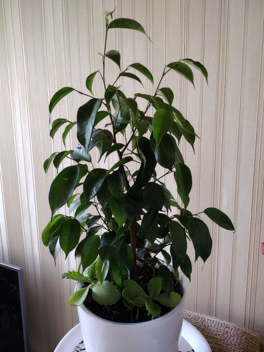 Фикусы Бенджамина