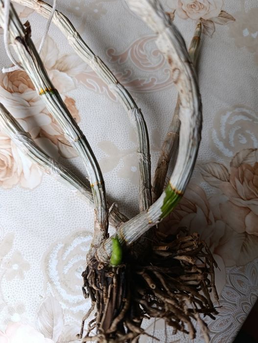 Дендробіум дендрофаленопсіс поділка