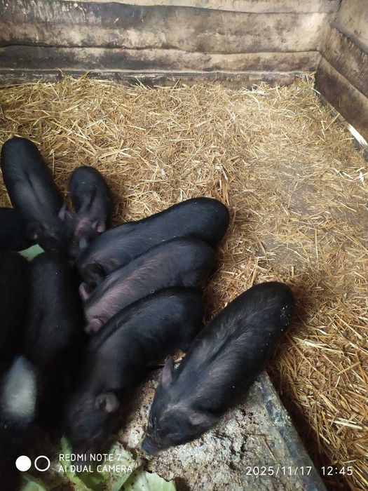 Поросята в'єтнамської породи