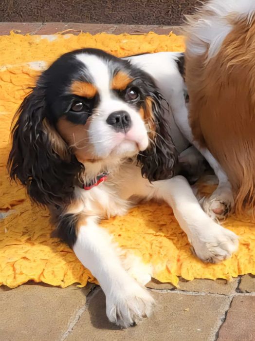Cavalier King Charles Spaniel FCI