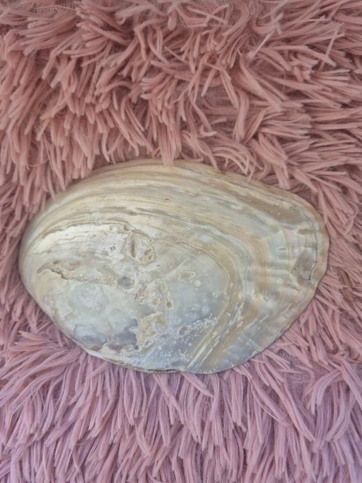 Натуральная ракушка с жемчужинами