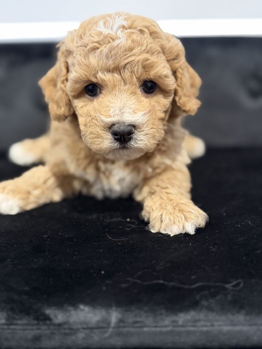 Bicchpoo poochon /maltipoo