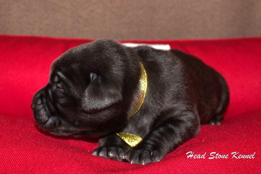 Лабрадор ретривер КСУ-FCI