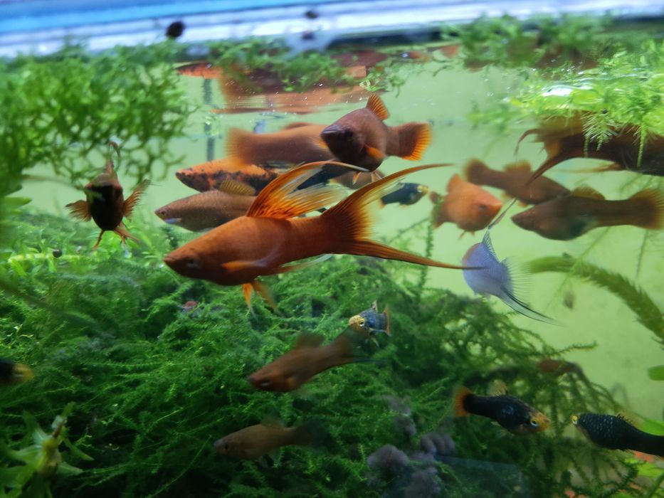 Mieczyk czerwony i wagtail widlak