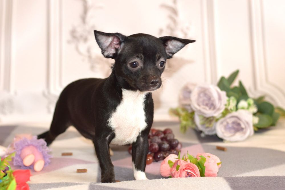 Нежная девочка чихуахуа