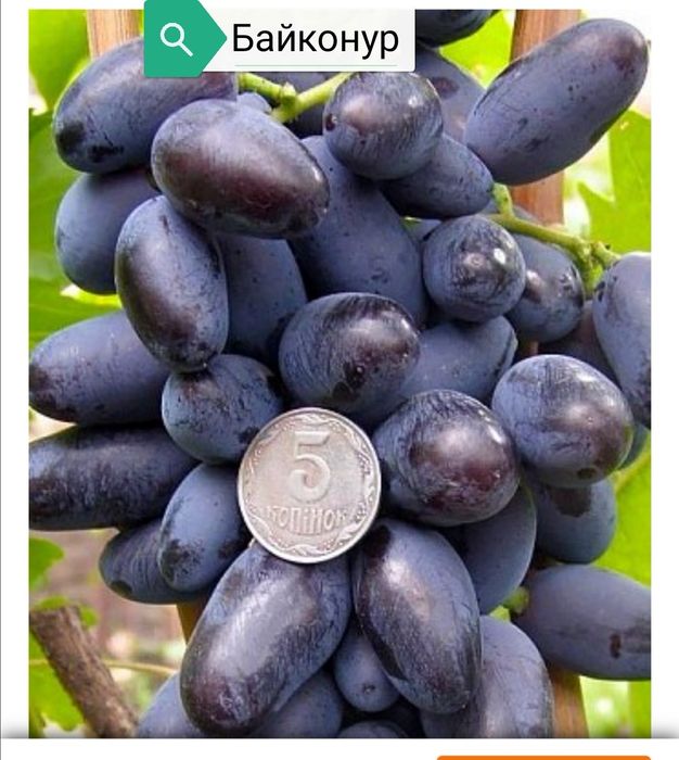 Садженці вінограду: 100 грн. - Сад / огород Чернигов на Olx