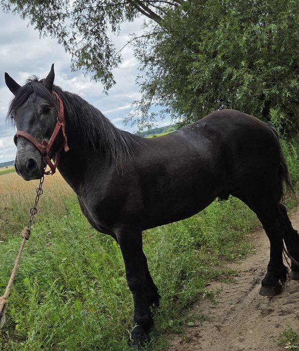 Konie ogiera źrebaki zimnokrwiste