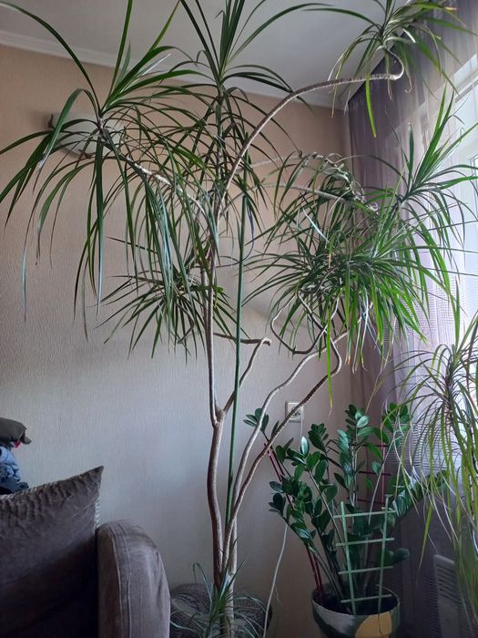 Вазон Драцена 2 метри