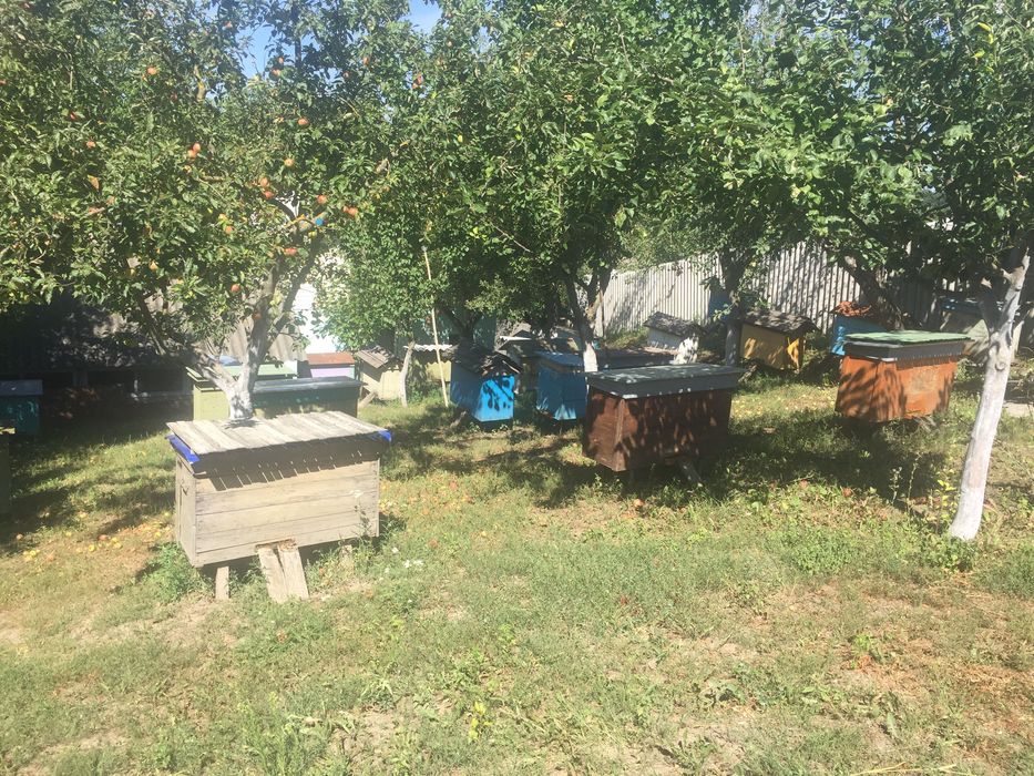 Мёд,продам урожая 2023 года