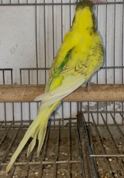 Aves para venda