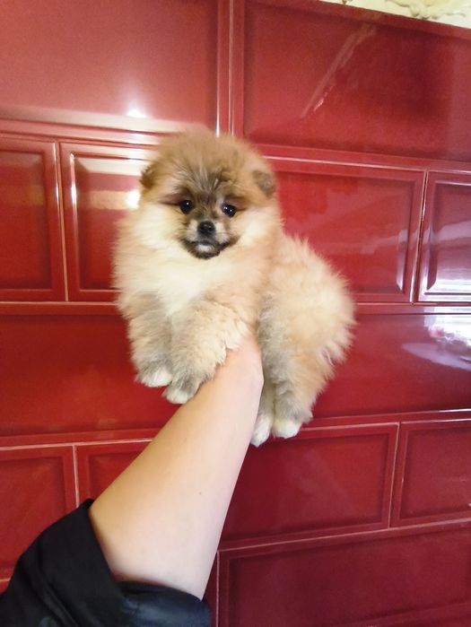 Міні дівчинка померанський шпіц 2,5 міс.