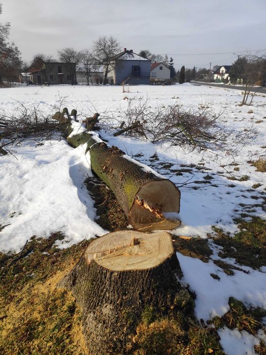 Lipa do dalszej obróbki