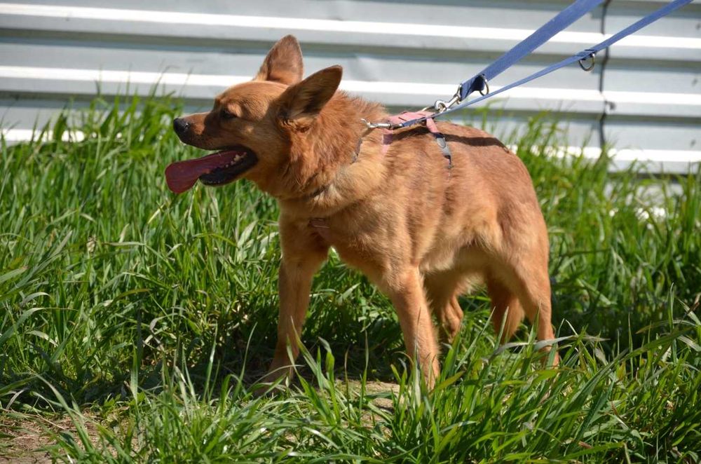 Rafi - kto go przytuli do serca ? ADOPCJA
