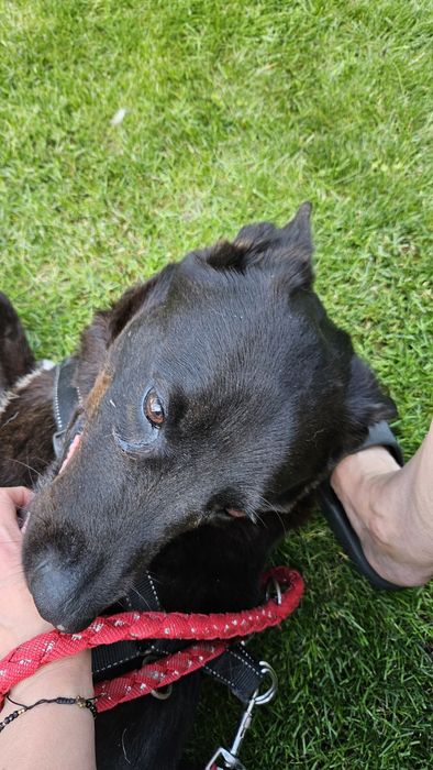 Sonia,suczka w typie owczarka szuka domu