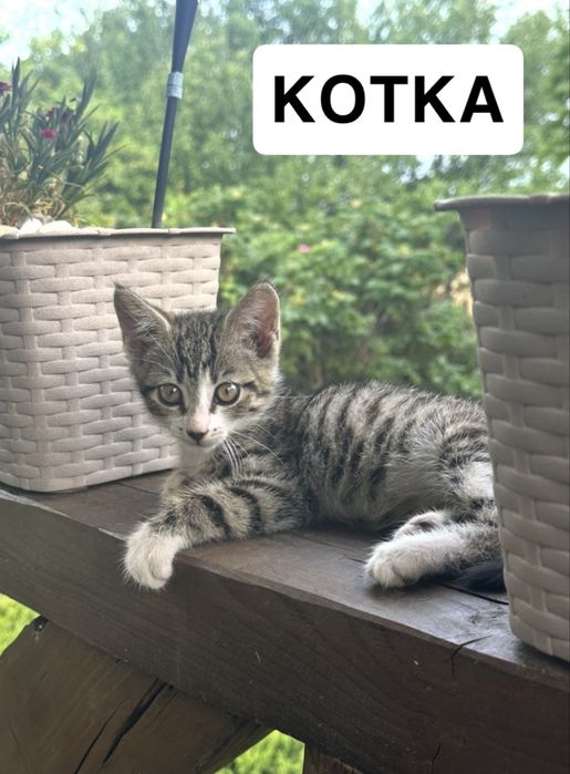 Kotki do oddania za darmo