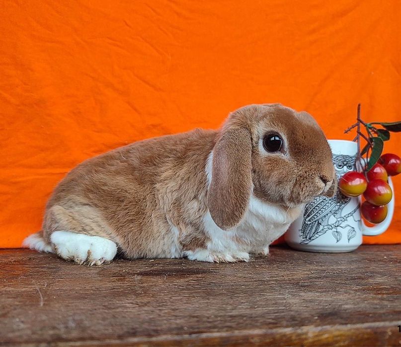 Ексклюзив! Кудрявый гопоаллергеный выводок вислоухие, питомник