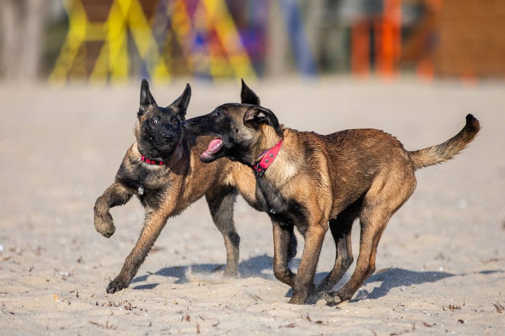 Бельгийская овчарка Малинуа