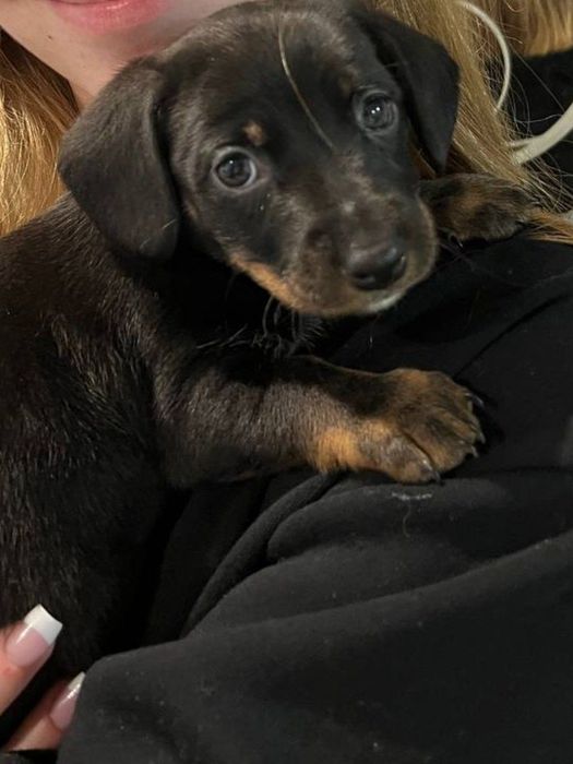 Щенята Такси (Смешанна)