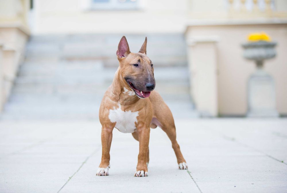 Bulterier miniaturowy Reproduktor