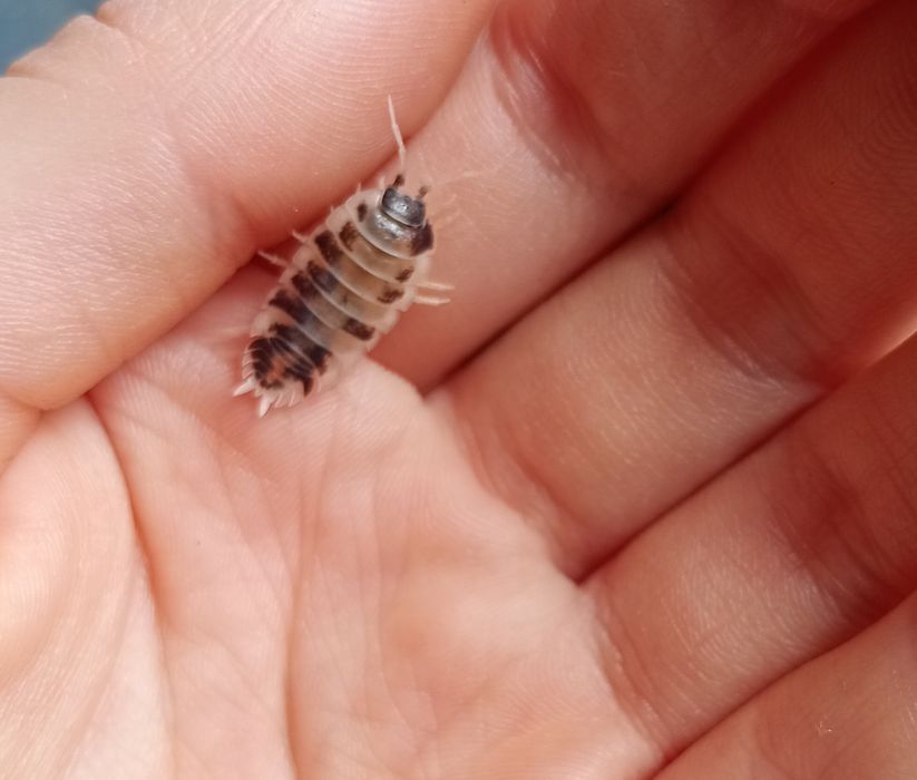 Isopods dairy cow równonogi
