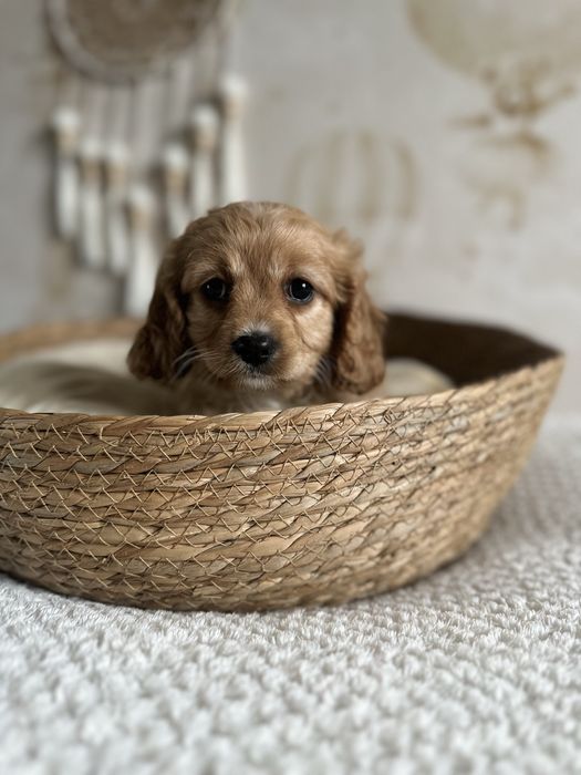Śliczna suczka Cavapoo