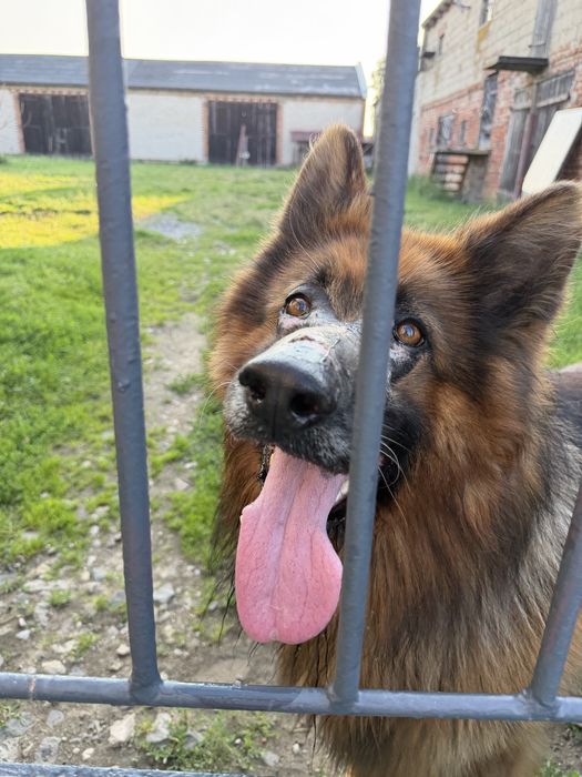 Owczarek niemiecki do adopcji
