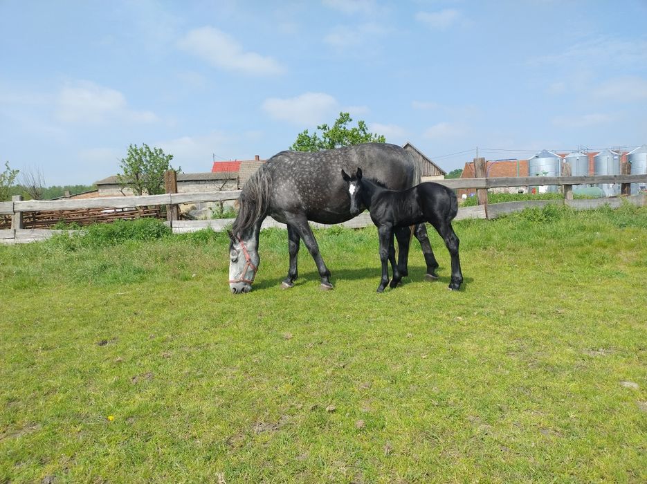 Sprzedam konie śląskie