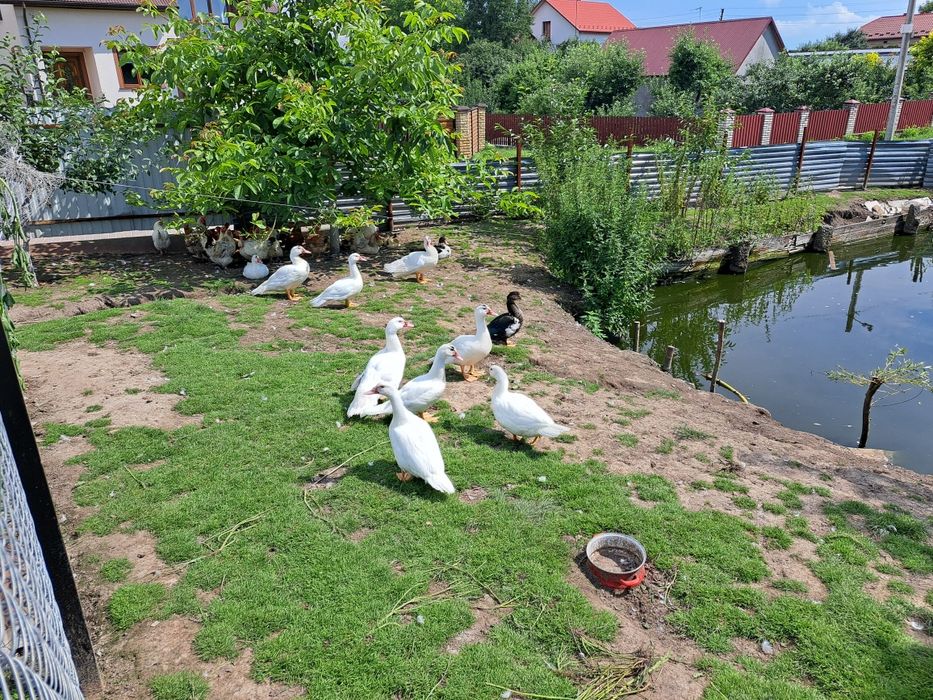 Продаються Качки