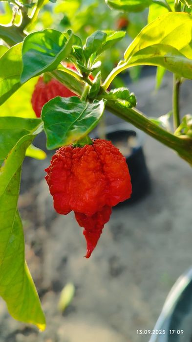 Надгострий перець Carolina Reaper сушений