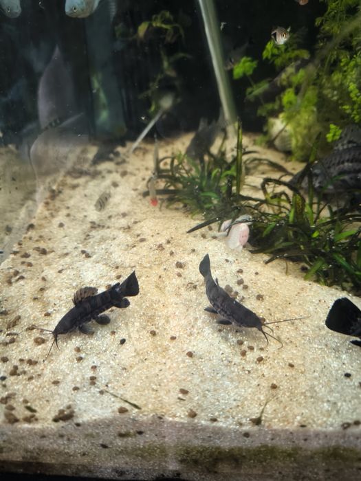 Hoplosternum thoracatum
