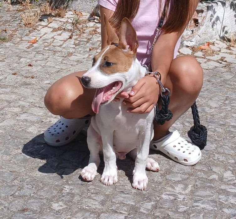 Cão adoção responsável