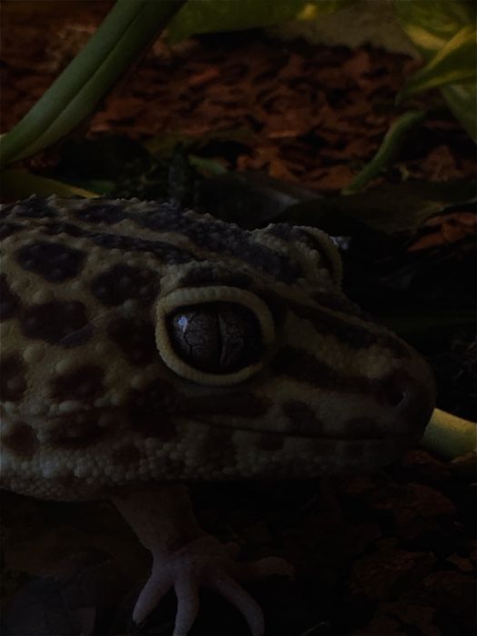 Dorosle Gekony Lampracie
