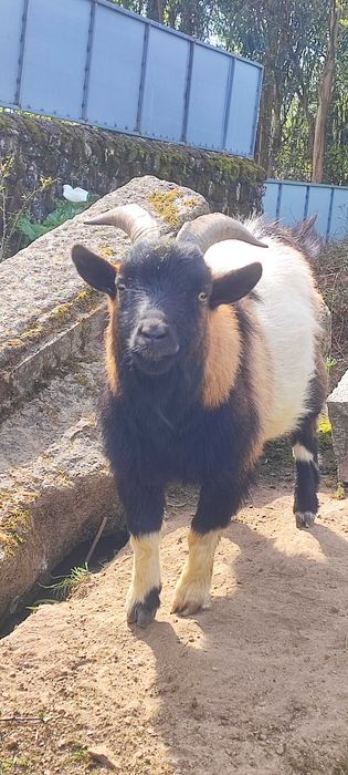 Cabrito Anão Africano