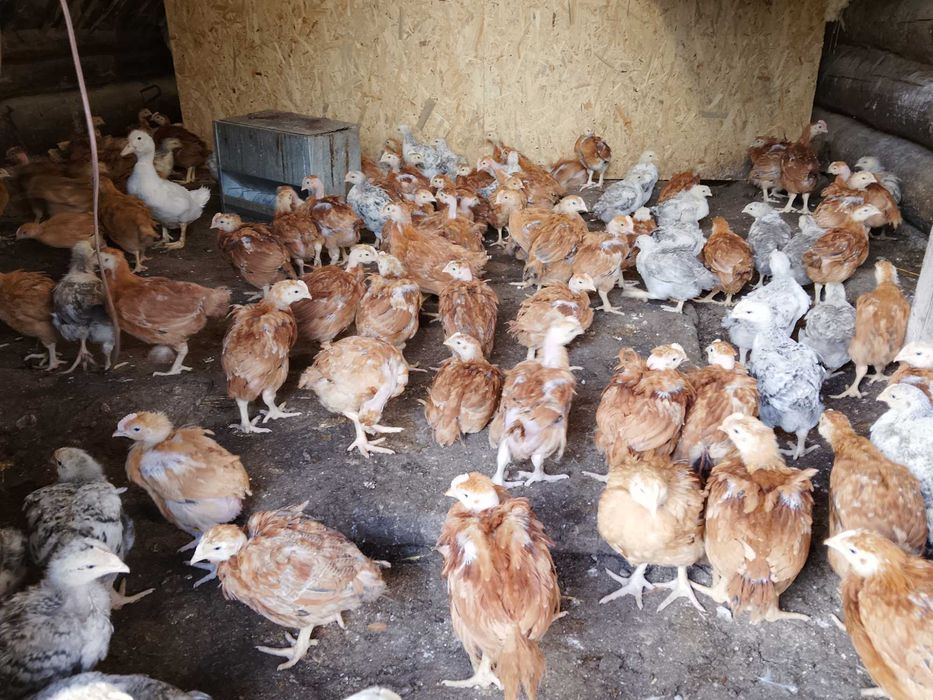 Продам курчата 2 місяці