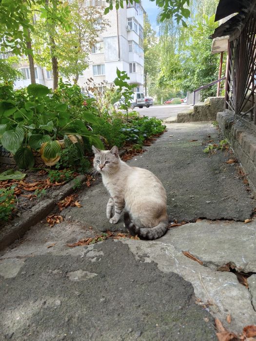 Котик в добрі руки